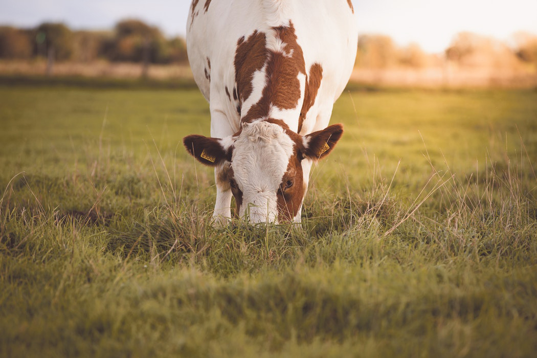 ¿Qué es ecológico? 