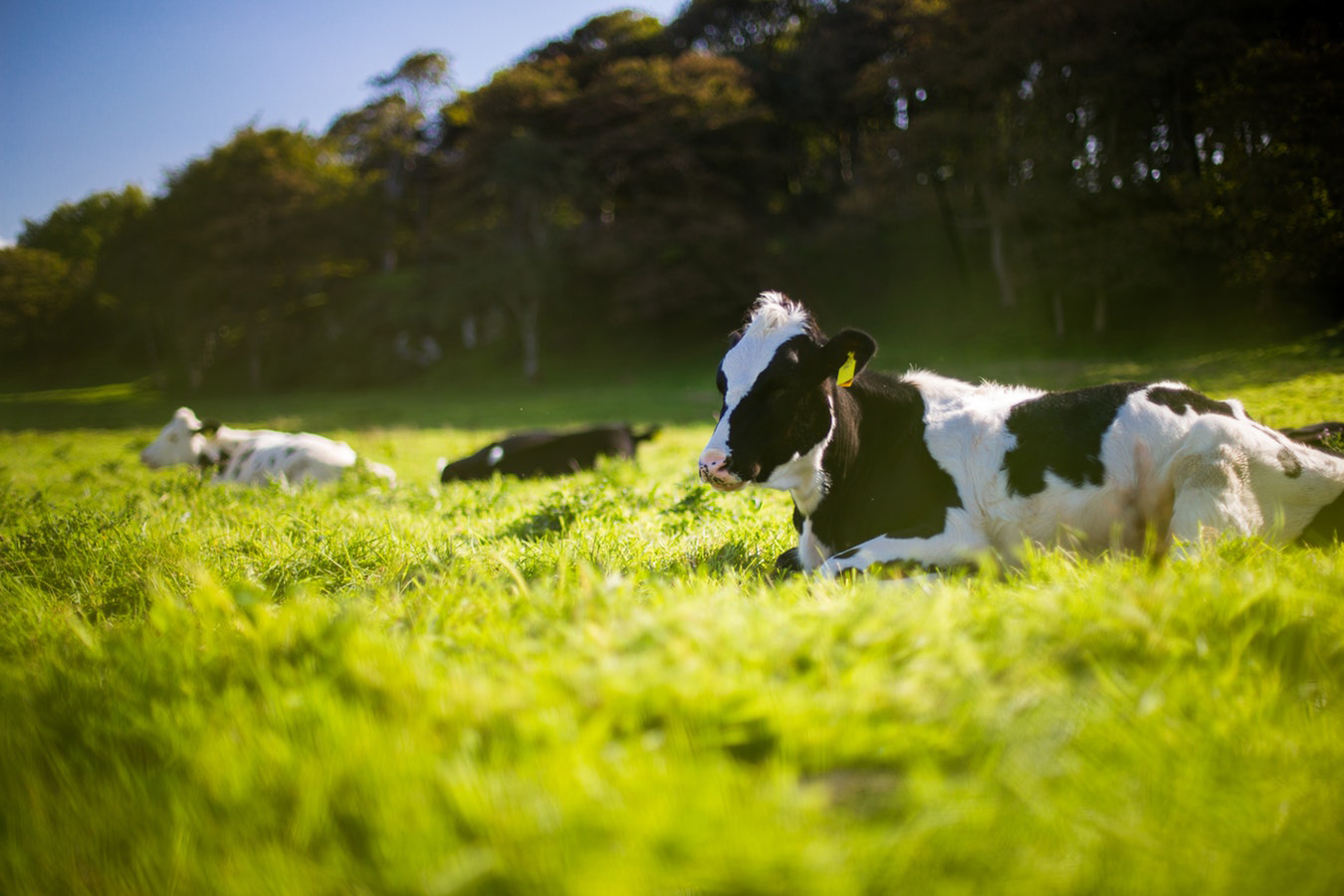 ¿Qué es ecológico?