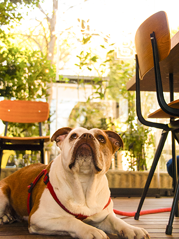 ¡Ven con tu mascota a Home Burger!